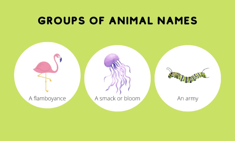Groups of animal names examples